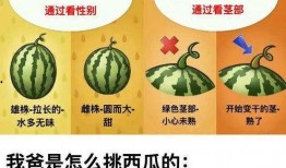 吃瓜西瓜小说免费阅读,免费阅读吃瓜西瓜小说的奇幻之旅