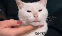 爆料猫咪的视频,萌态百出，萌化你的心