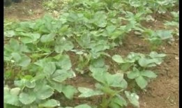 草莓种植爆料视频播放,跟随视频一探究竟