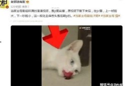 爆料猫咪的视频,萌态百出，萌化你的心