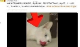 爆料猫咪的视频,萌态百出，萌化你的心