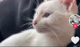 爆料猫咪的视频,萌态百出，萌化你的心